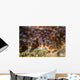 Eggs Anemone Fish Lembeh Wall Decal