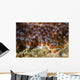 Eggs Anemone Fish Lembeh Wall Decal