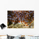 Eggs Anemone Fish Lembeh Wall Decal