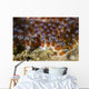 Eggs Anemone Fish Lembeh Wall Decal