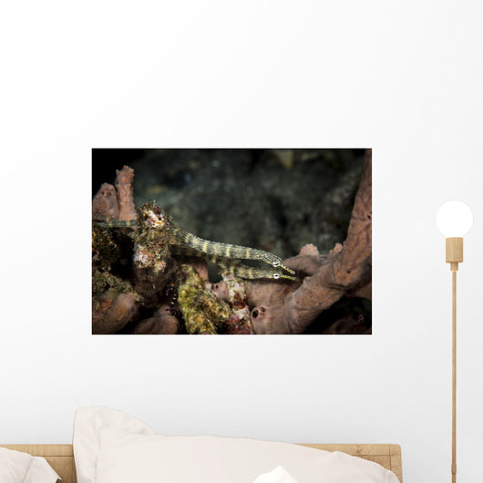 Pair Network Pipefish Swimming Wall Decal