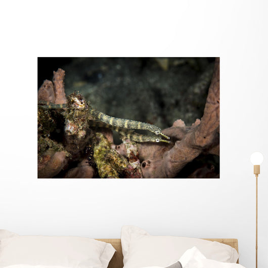 Pair Network Pipefish Swimming Wall Decal