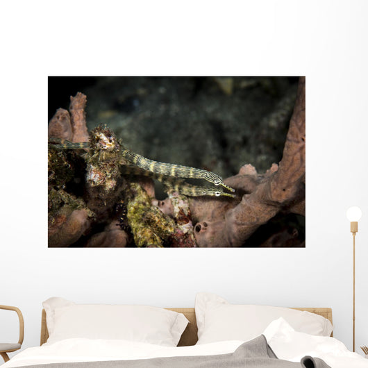 Pair Network Pipefish Swimming Wall Decal