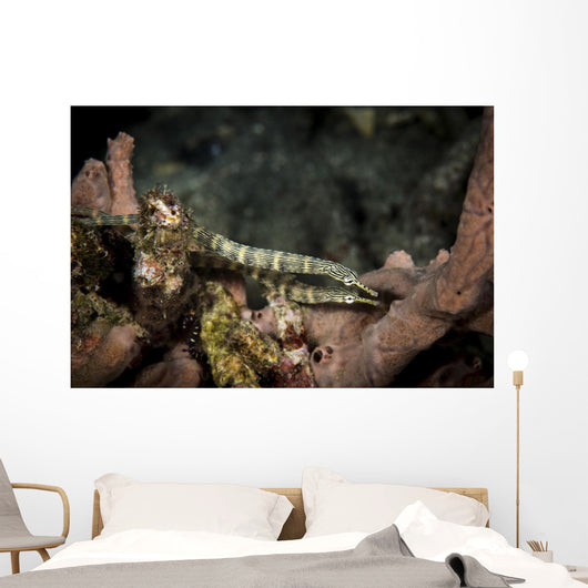 Pair Network Pipefish Swimming Wall Decal