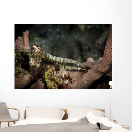 Pair Network Pipefish Swimming Wall Decal