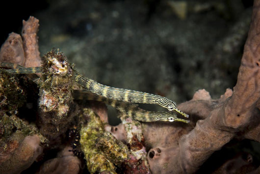 Pair Network Pipefish Swimming Wall Decal