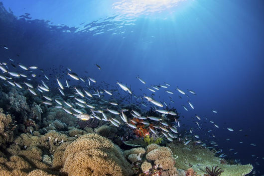 Fish Schooling over Coral Wall Decal