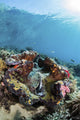 Giant Clam Coral Reef Wall Decal