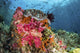 Fish and Soft Corals Wall Decal