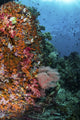 Orange Soft Corals and Wall Decal