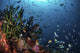 Fish and Corals Reef Wall Decal