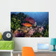 Coral Grouper Swims among Wall Decal