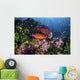 Coral Grouper Swims among Wall Decal