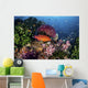 Coral Grouper Swims among Wall Decal