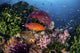 Coral Grouper Swims among Wall Decal