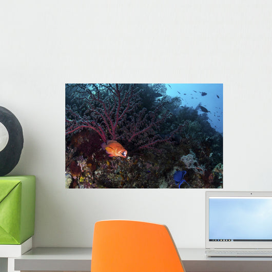 Coral Grouper Opens Its Wall Decal