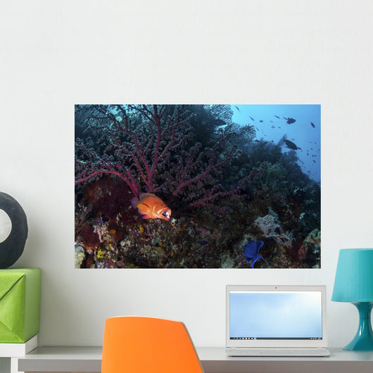 Coral Grouper Opens Its Wall Decal