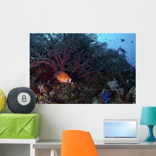 Coral Grouper Opens Its Wall Decal