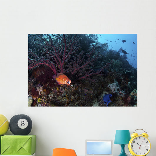 Coral Grouper Opens Its Wall Decal