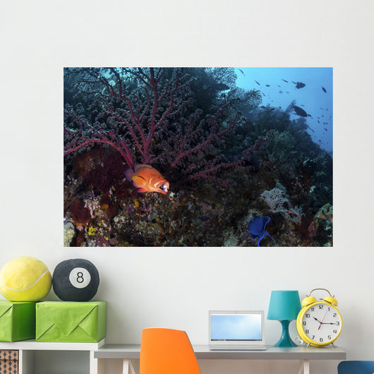 Coral Grouper Opens Its Wall Decal
