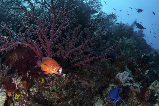 Coral Grouper Opens Its Wall Decal