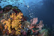 Coral Reef with Schools Wall Decal