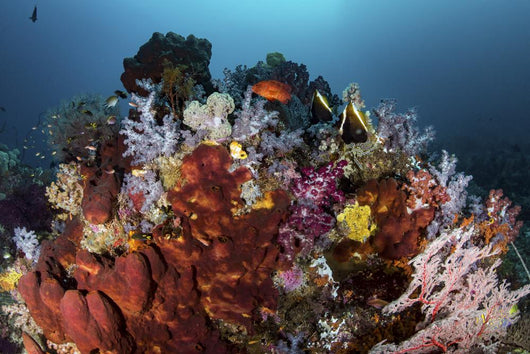Reef Sponges among Soft Wall Decal