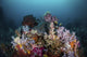 Reef with Soft Corals Wall Decal