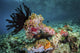 Crinoid and Tunicates Cover Wall Decal