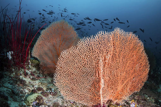 Sea Fans and Fish Wall Decal