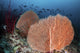Sea Fans and Fish Wall Decal