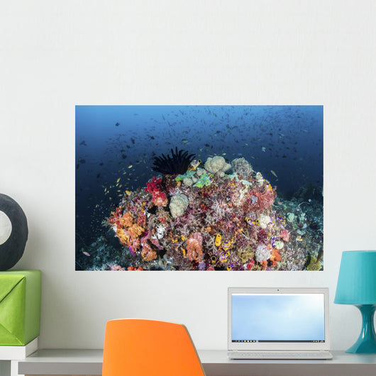 Colorful Soft Corals and Wall Decal