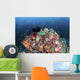 Colorful Soft Corals and Wall Decal