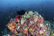 Colorful Soft Corals and Wall Decal