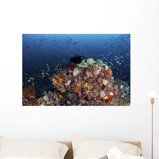 Colorful Coral Reef Raja Wall Decal