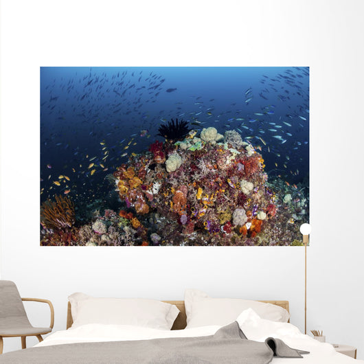 Colorful Coral Reef Raja Wall Decal