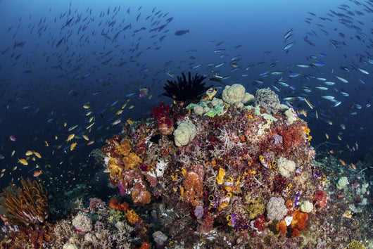 Colorful Coral Reef Raja Wall Decal