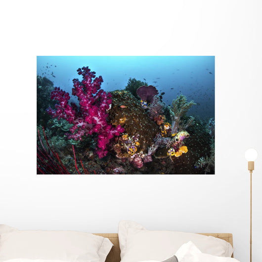 Soft and Hard Coral Wall Decal