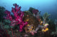 Soft and Hard Coral Wall Decal