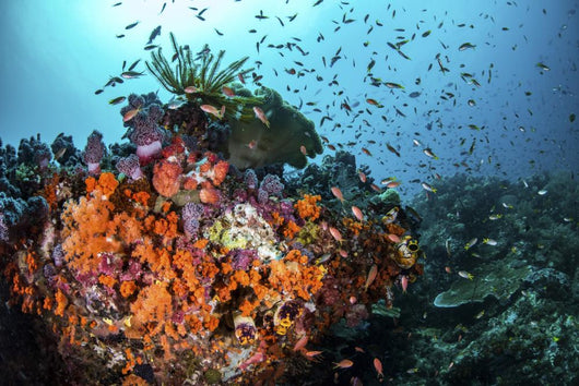 Orange Corals and Fish Landscape Wall Decal