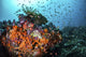 Orange Corals and Fish Landscape Wall Decal