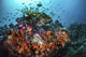 Orange Corals and Fish Wall Decal