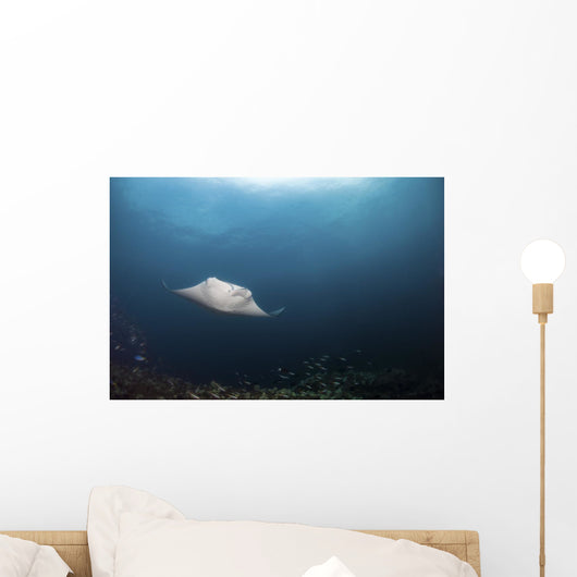 Giant Manta Ray Hovers Wall Decal