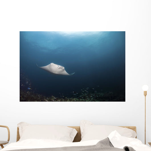 Giant Manta Ray Hovers Wall Decal