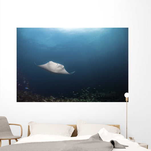 Giant Manta Ray Hovers Wall Decal