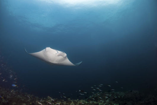 Giant Manta Ray Hovers Wall Decal