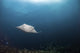 Giant Manta Ray Hovers Wall Decal