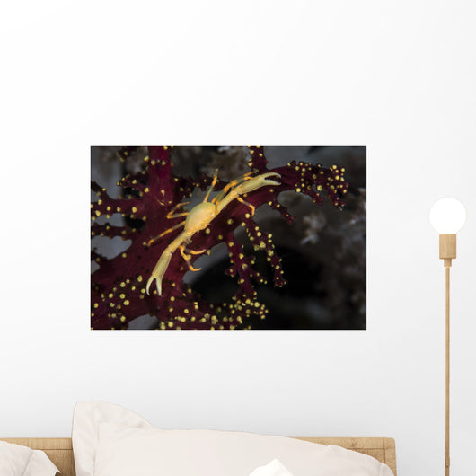 Yellow Crown Crab Blends Wall Decal
