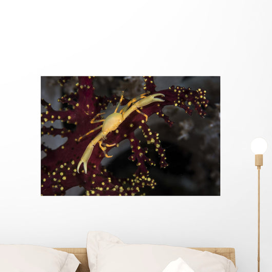 Yellow Crown Crab Blends Wall Decal
