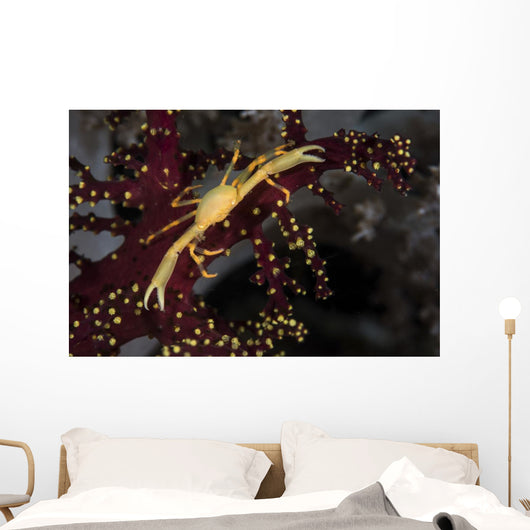 Yellow Crown Crab Blends Wall Decal